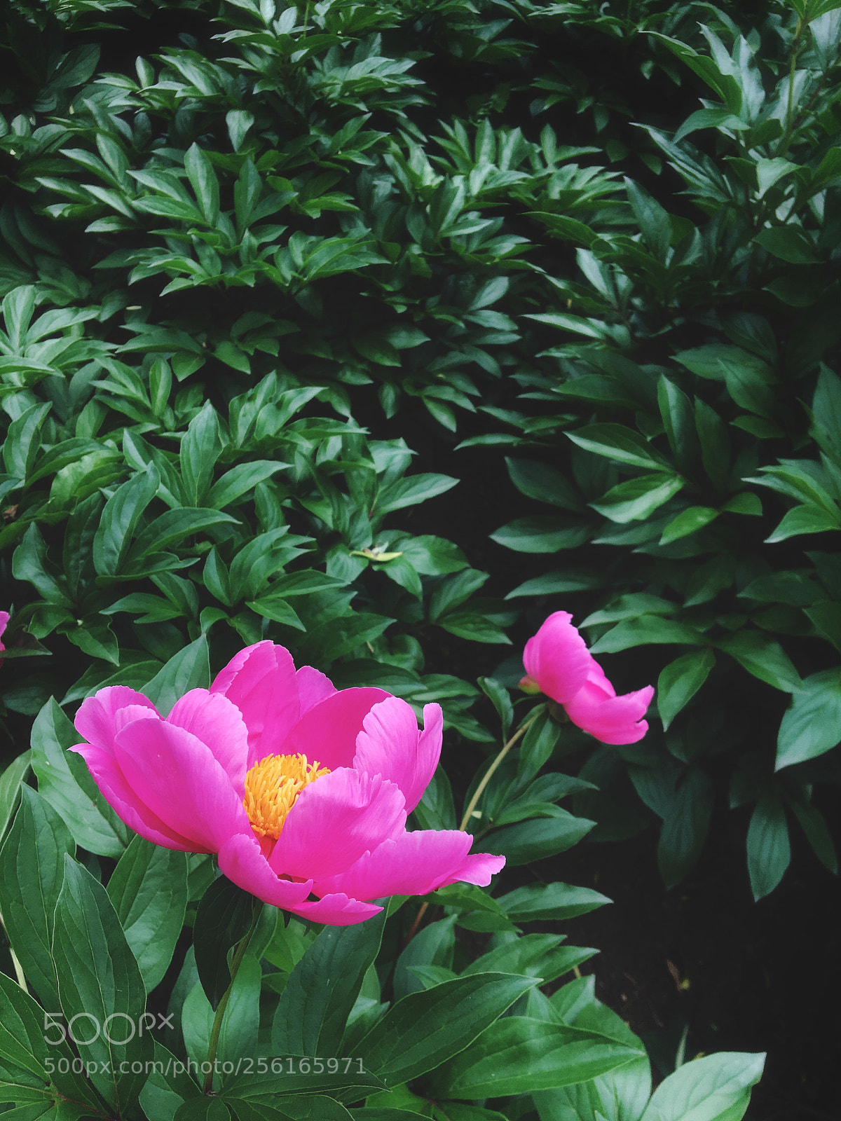 Apple iPhone 6s sample photo. Untitled photography