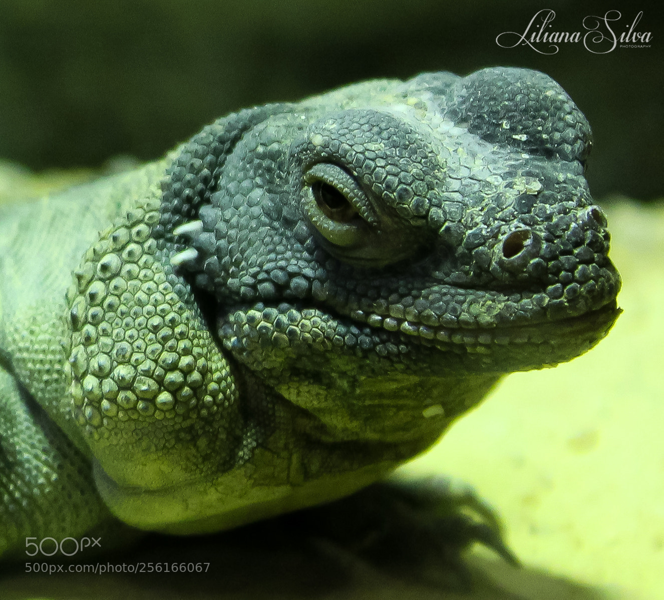 Canon EOS 1200D (EOS Rebel T5 / EOS Kiss X70 / EOS Hi) sample photo. Chuckwalla-

sauromalus ater photography