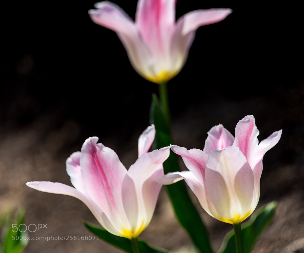 Canon EOS 6D sample photo. Spring flowers - pink photography