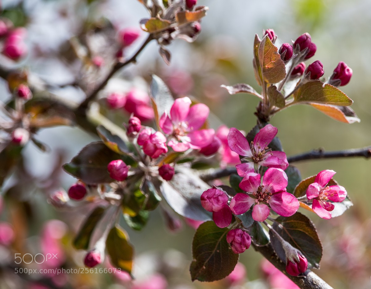 Canon EOS 6D sample photo. Spring blossoms - malus photography