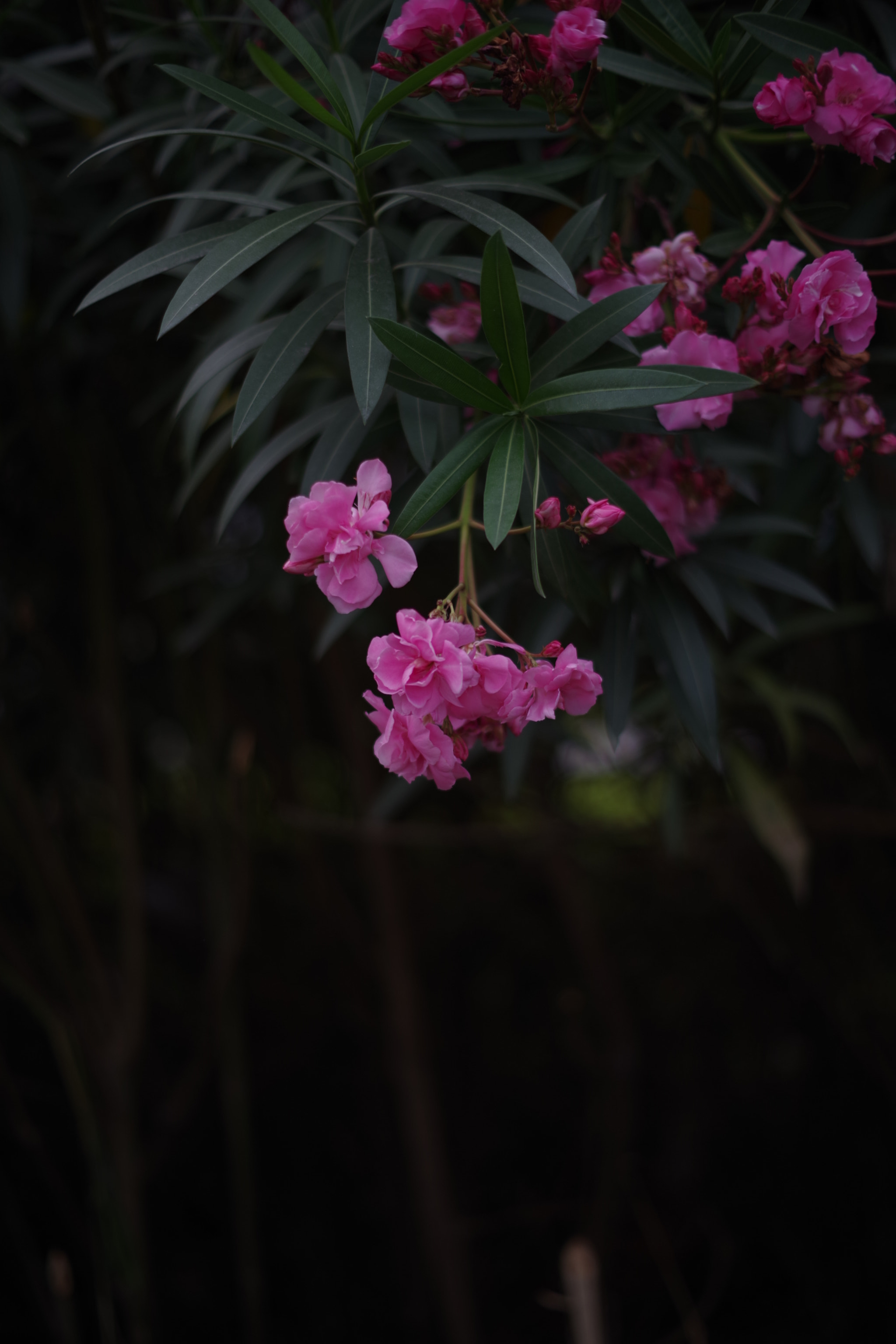 Pentax K-1 + Pentax smc DA 50mm F1.8 sample photo. 西部风景 photography