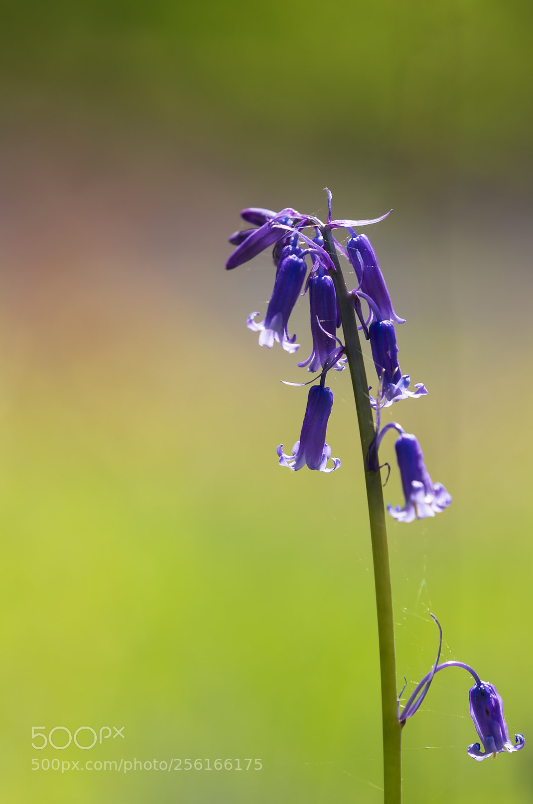 Canon EOS-1D X Mark II sample photo. Bluebells photography