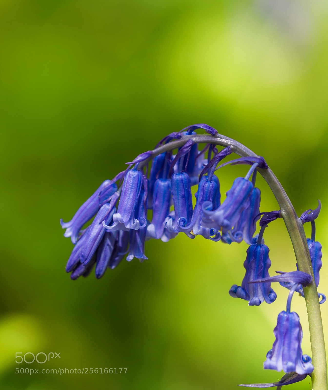 Canon EOS-1D X Mark II sample photo. Bluebells photography