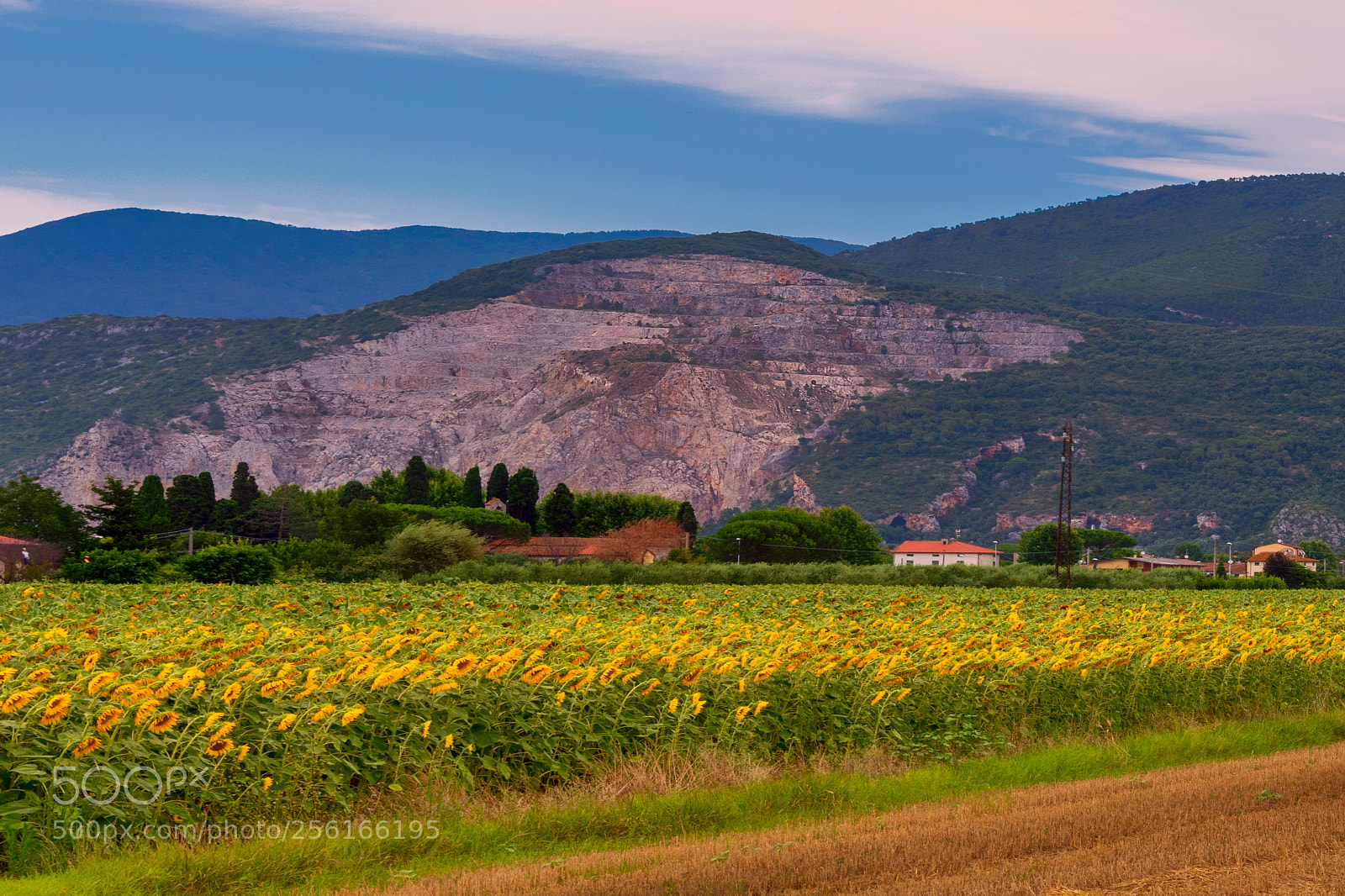 Nikon D5 sample photo. Season of sunflower photography