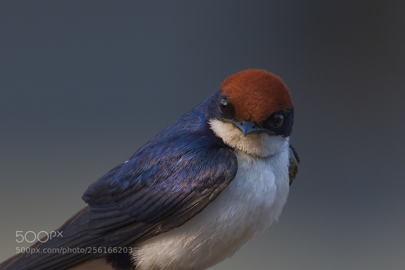 Nikon D500 sample photo. Wire tail swallow photography