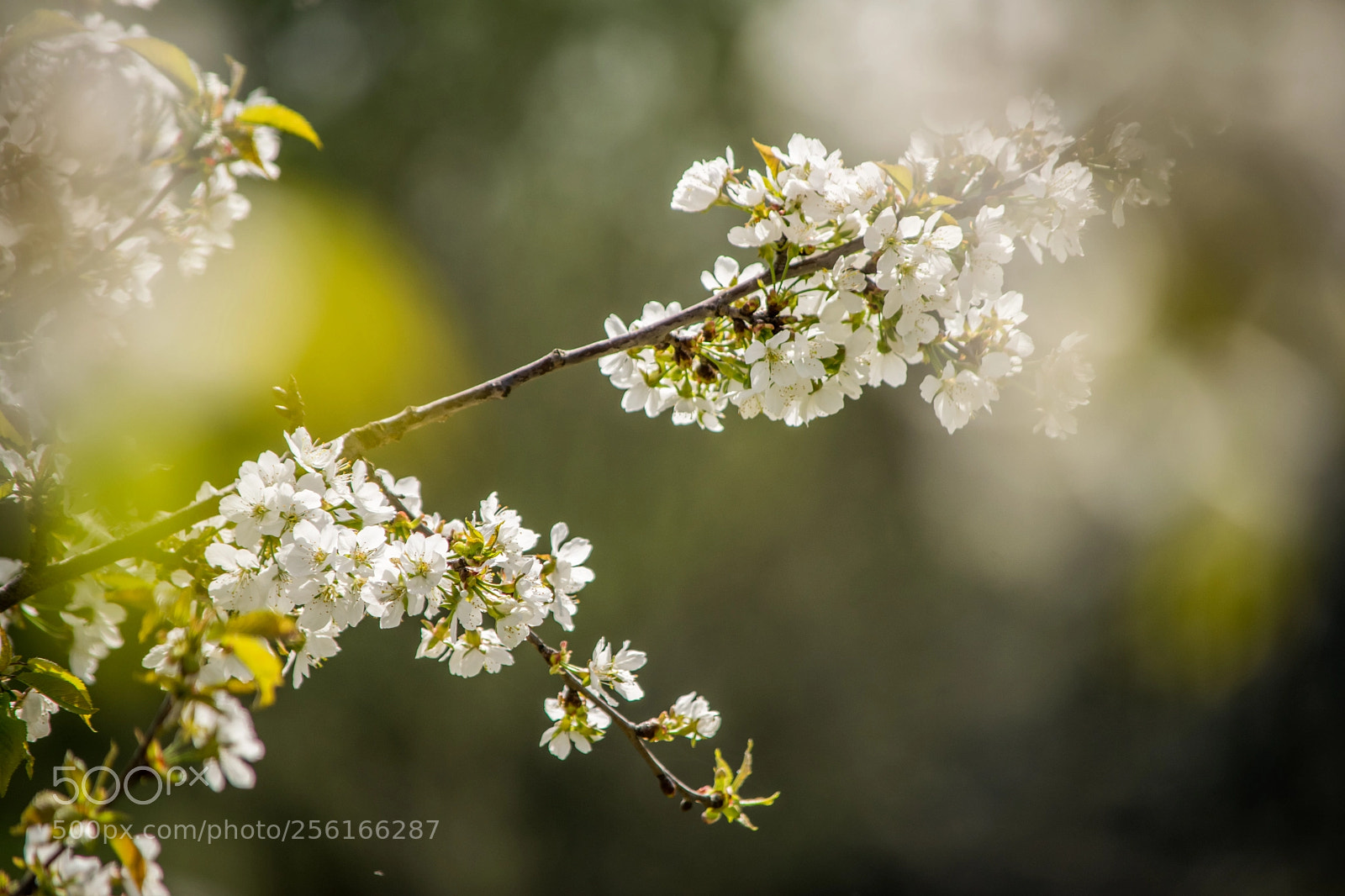 Nikon D3300 sample photo. Springy branch photography