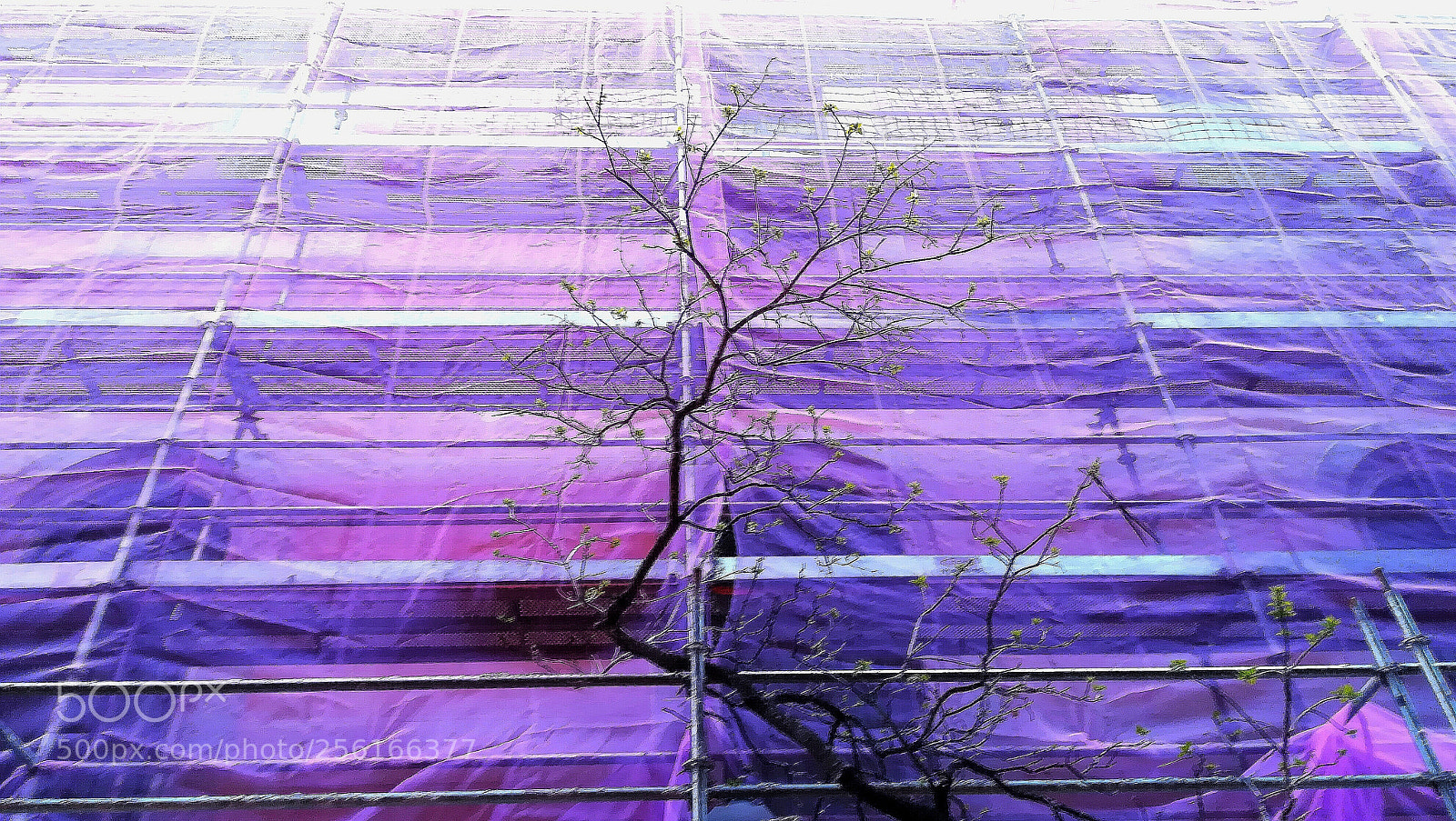 HUAWEI PRA-LX1 sample photo. Tree photography