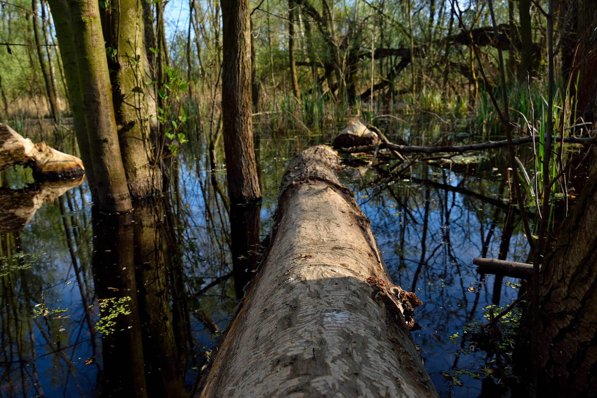 Nikon D3300 sample photo. Where beavers live photography