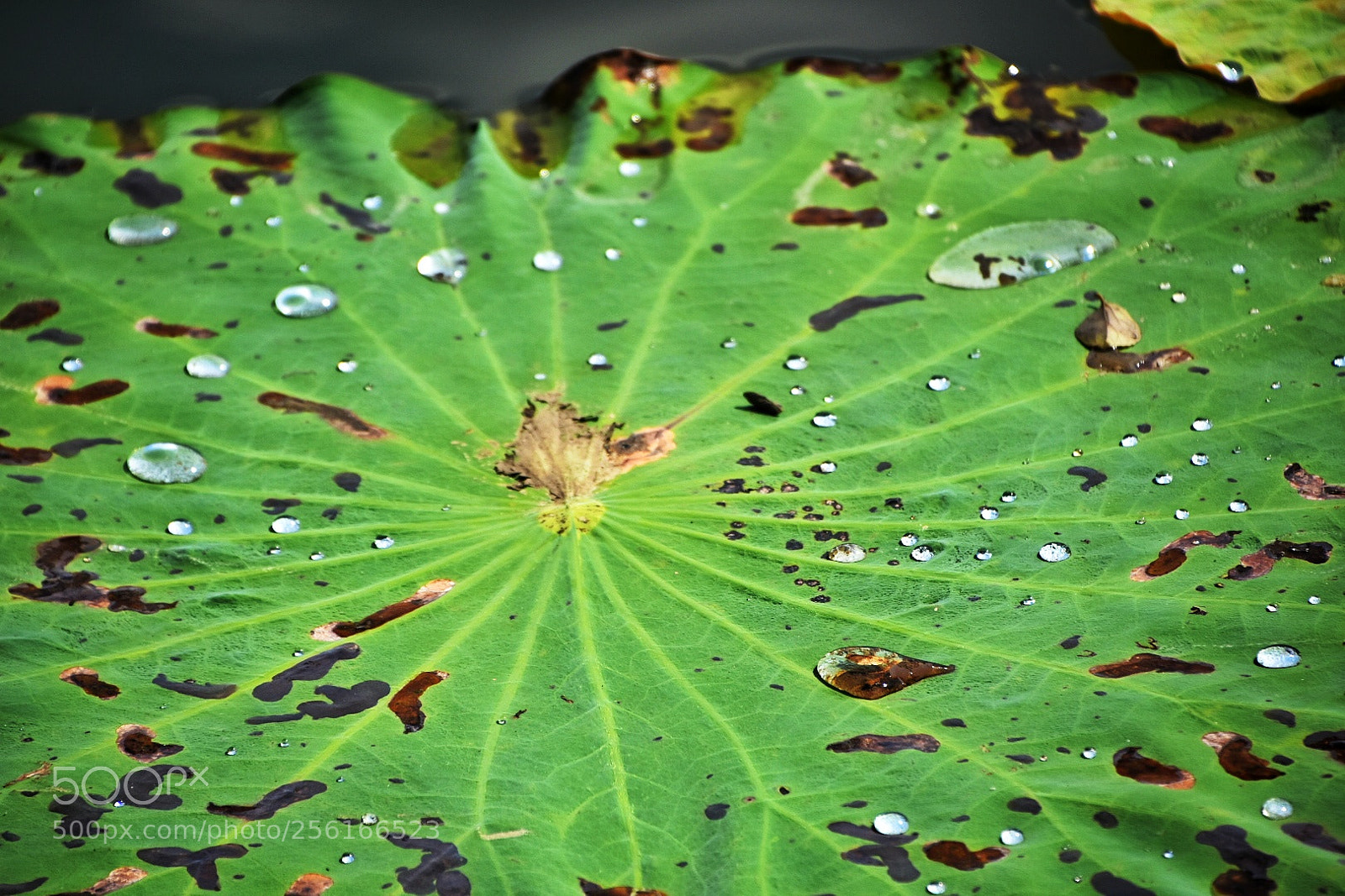 Nikon D7200 sample photo. Droplet on the lotus photography