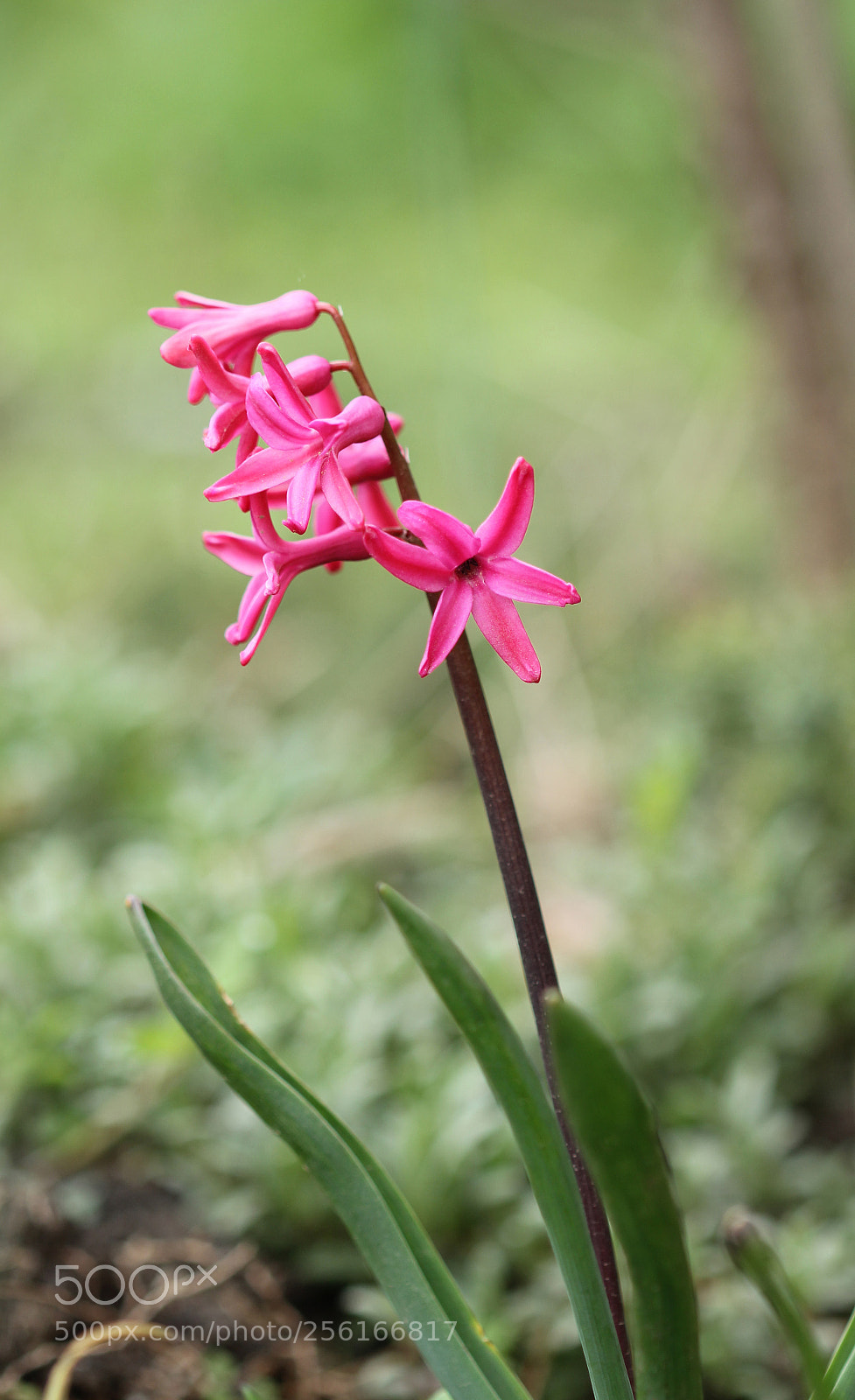 Canon EOS 600D (Rebel EOS T3i / EOS Kiss X5) sample photo. Pink hyacinth photography