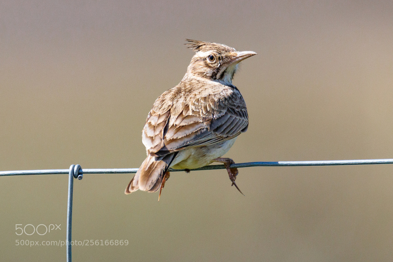 Canon EOS 80D sample photo. Crested lark photography