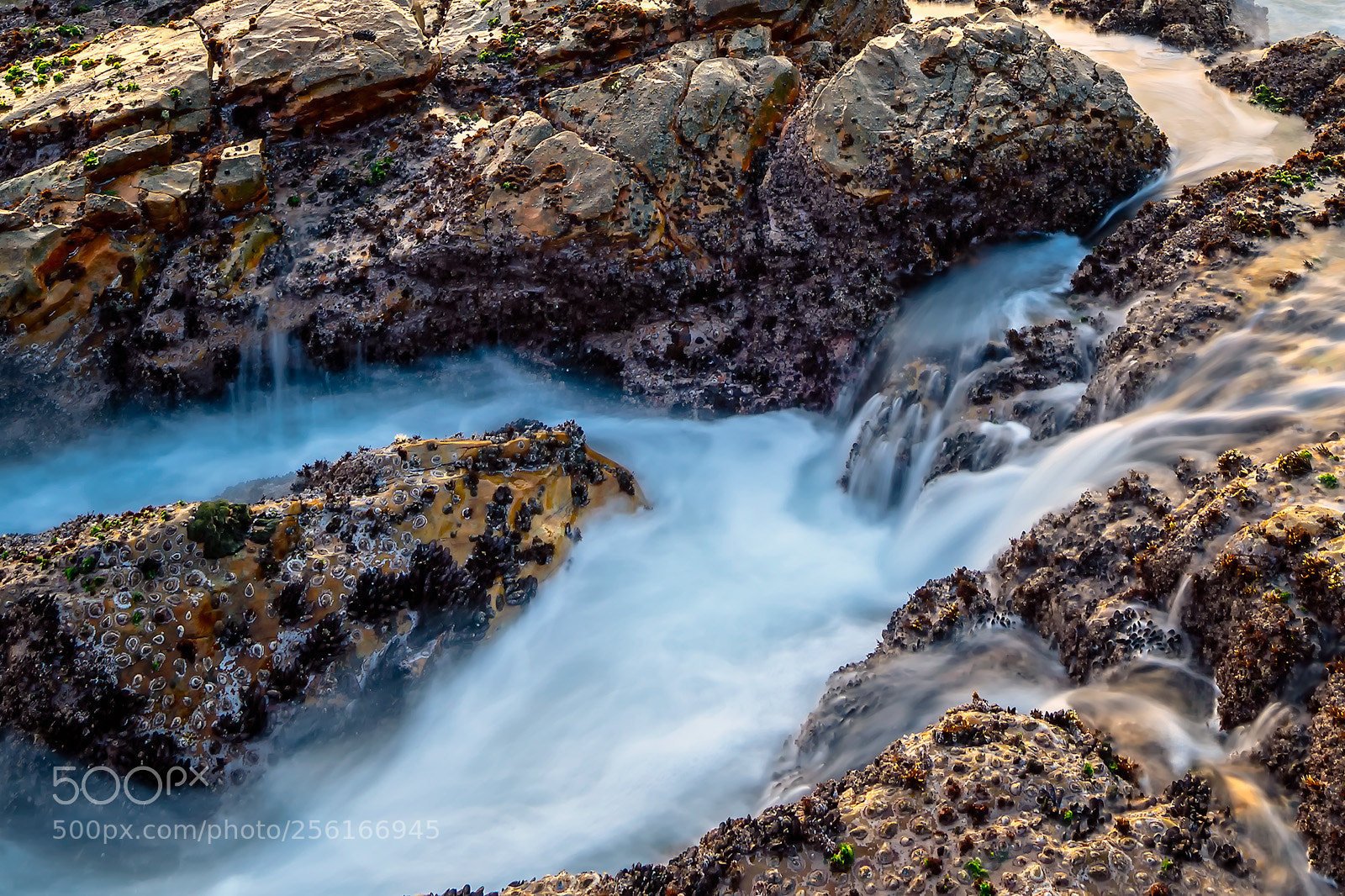 Sony a7R II sample photo. Rockpool flush photography