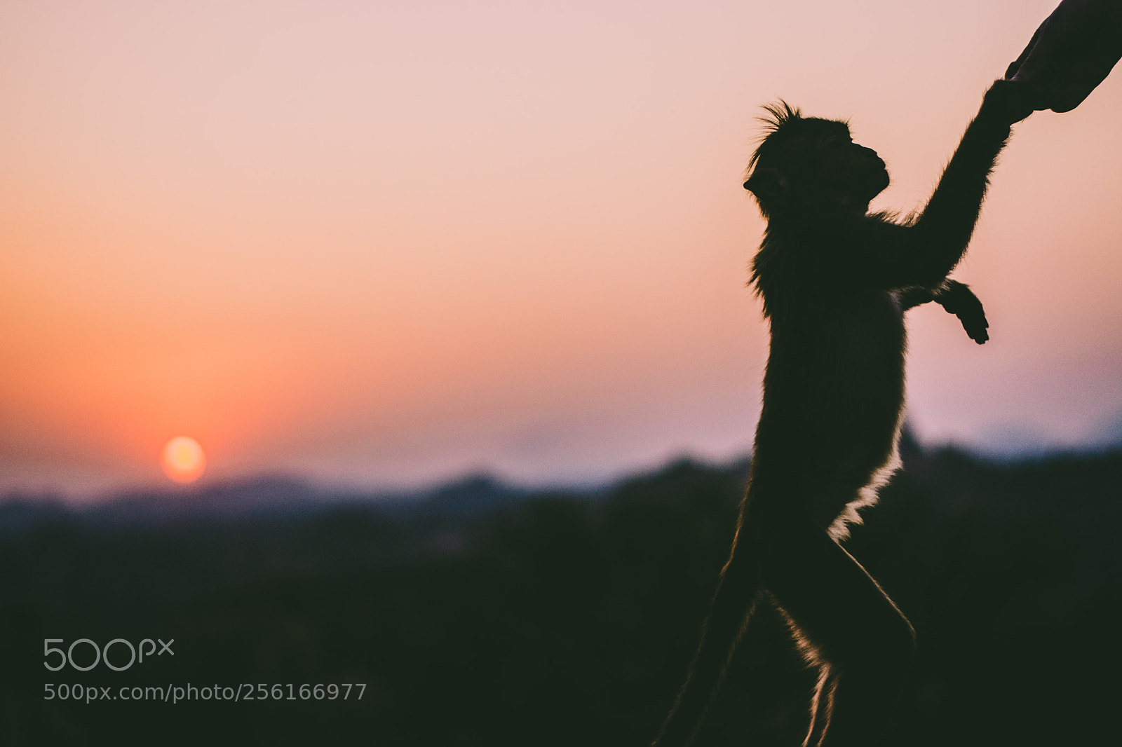 Nikon D7100 sample photo. Feeding monkeys at sunset photography