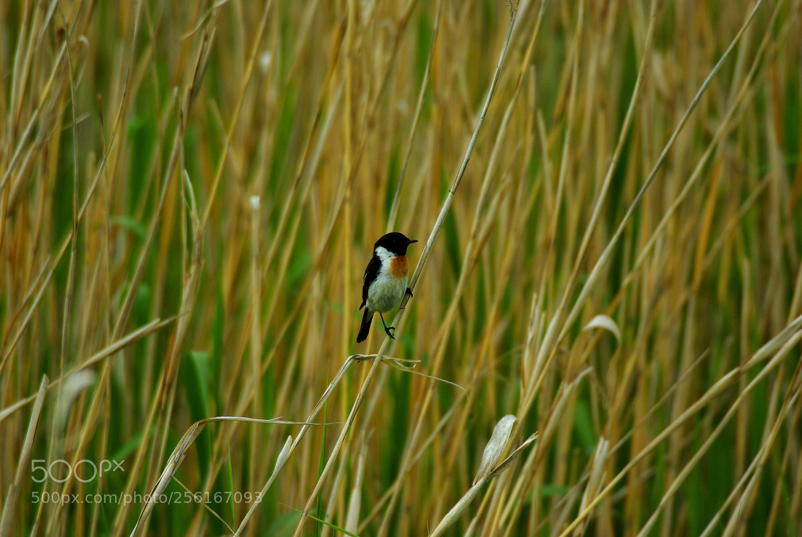 Pentax K10D sample photo. Nobitaki (african stonechat) photography