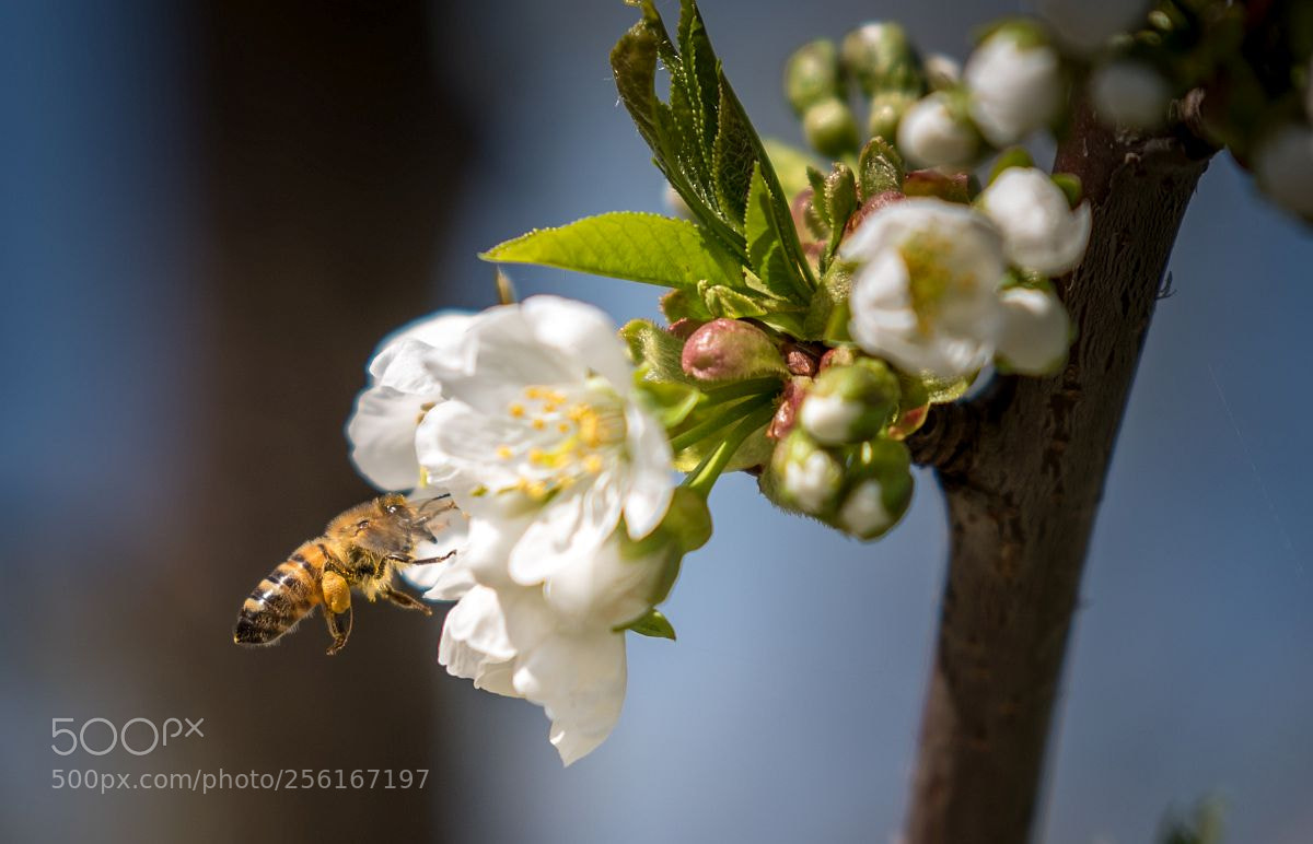 Nikon D750 sample photo. 20180414_142921.jpg photography