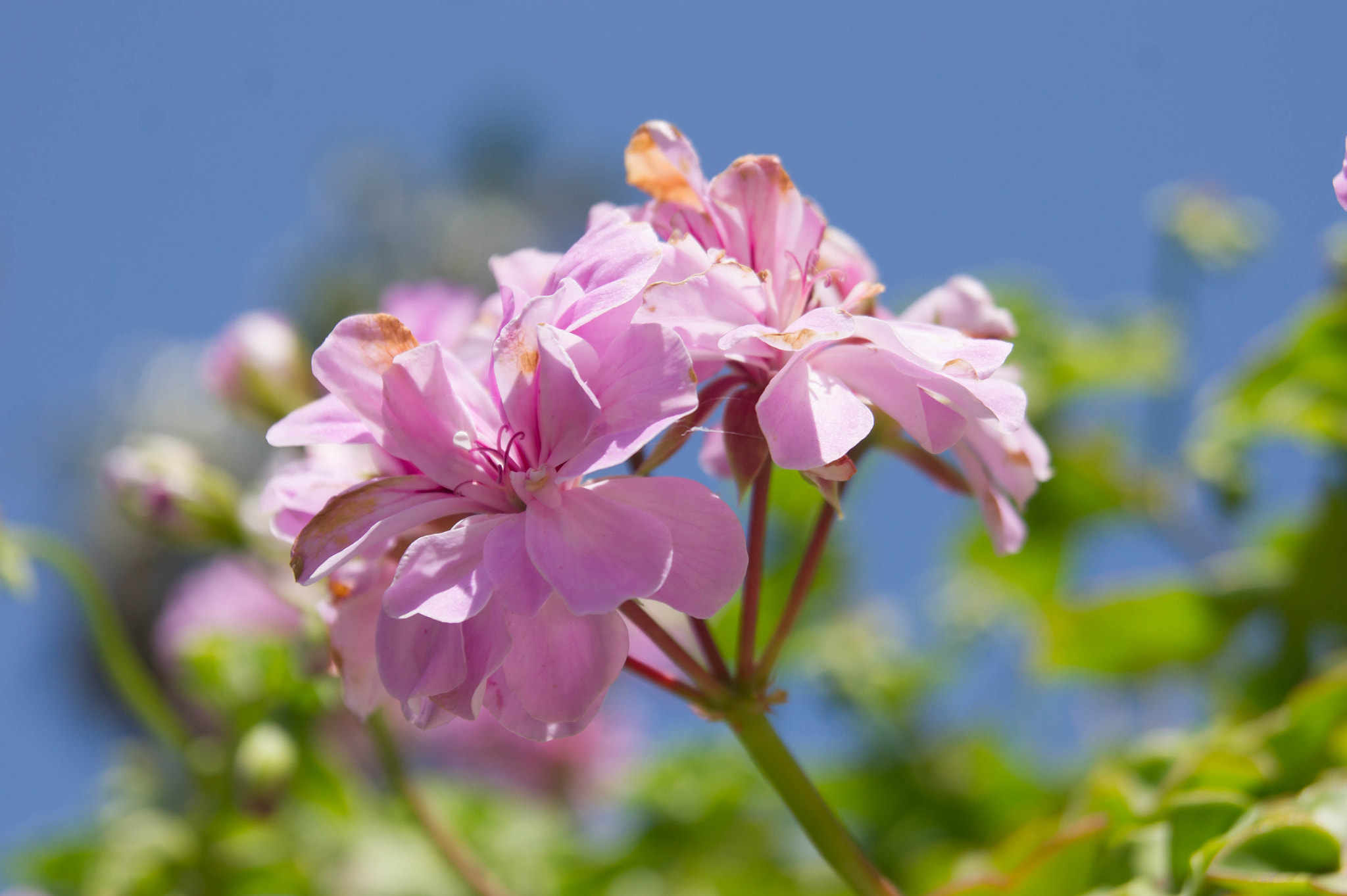 Sony Alpha DSLR-A450 sample photo. Flowers photography