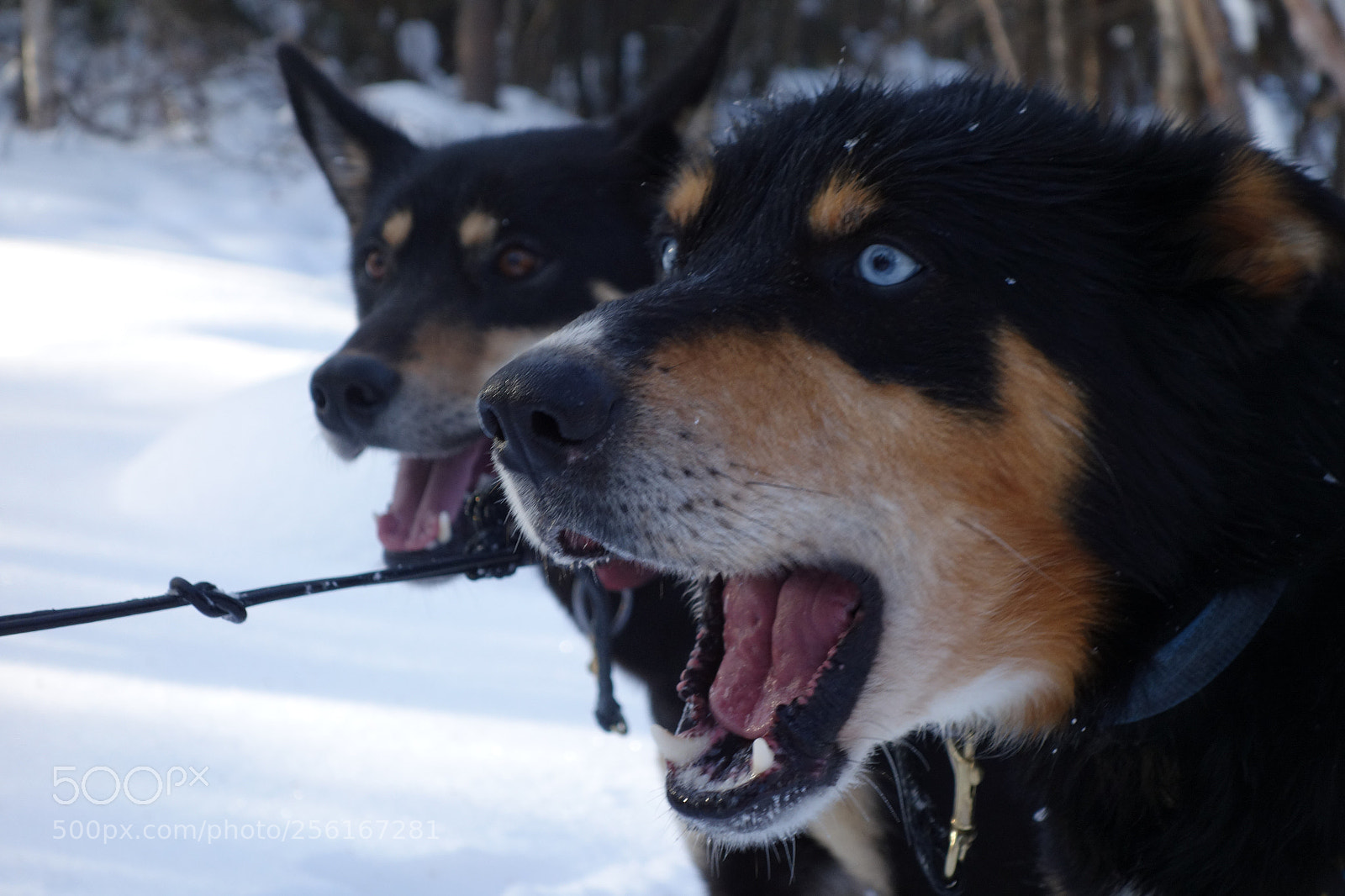 Sony Cyber-shot DSC-RX100 sample photo. Sleddogs photography