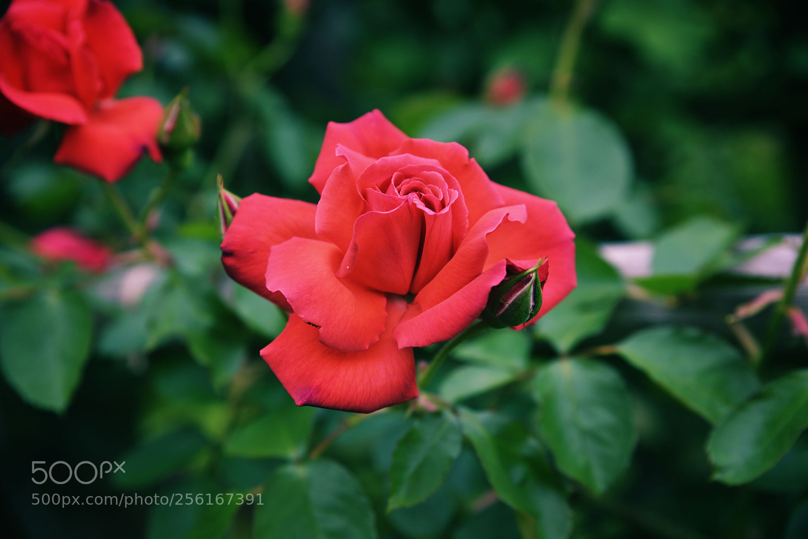 Nikon D750 sample photo. Rose photography