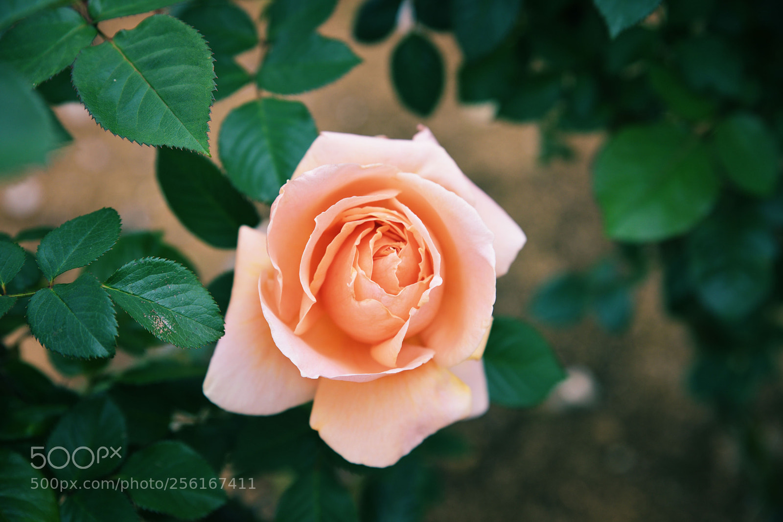 Nikon D750 sample photo. Rose photography