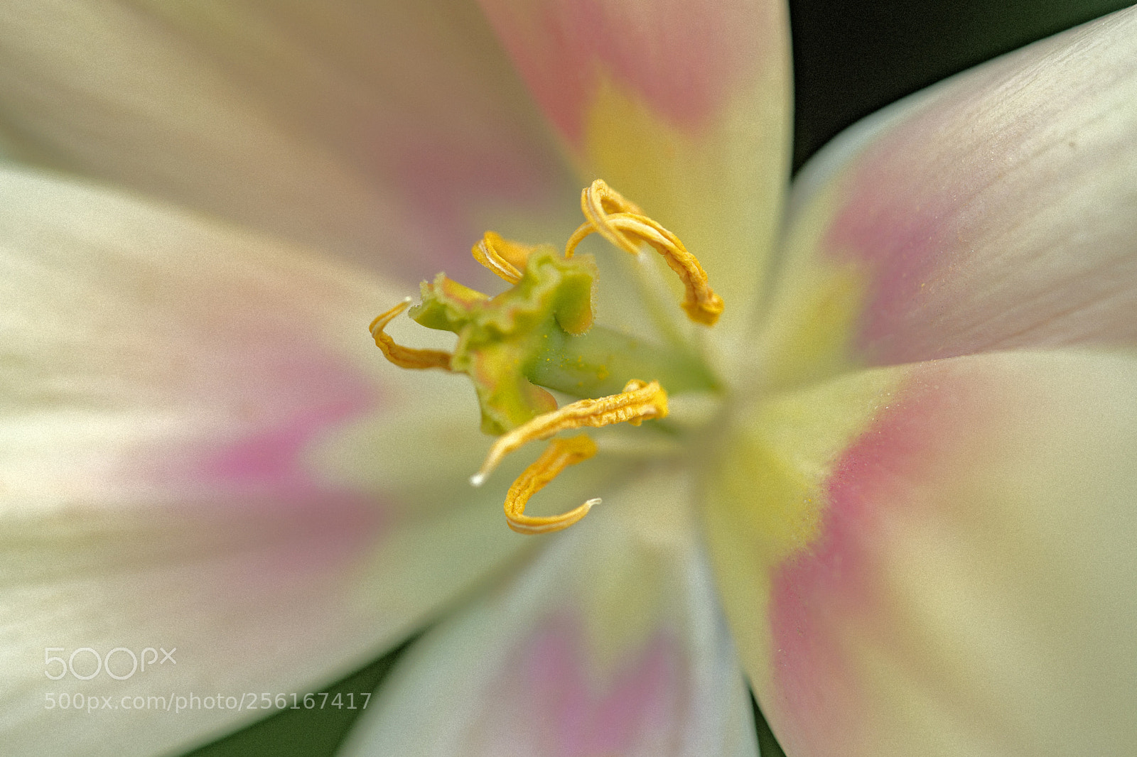 Sony a7R III sample photo. Dsc photography