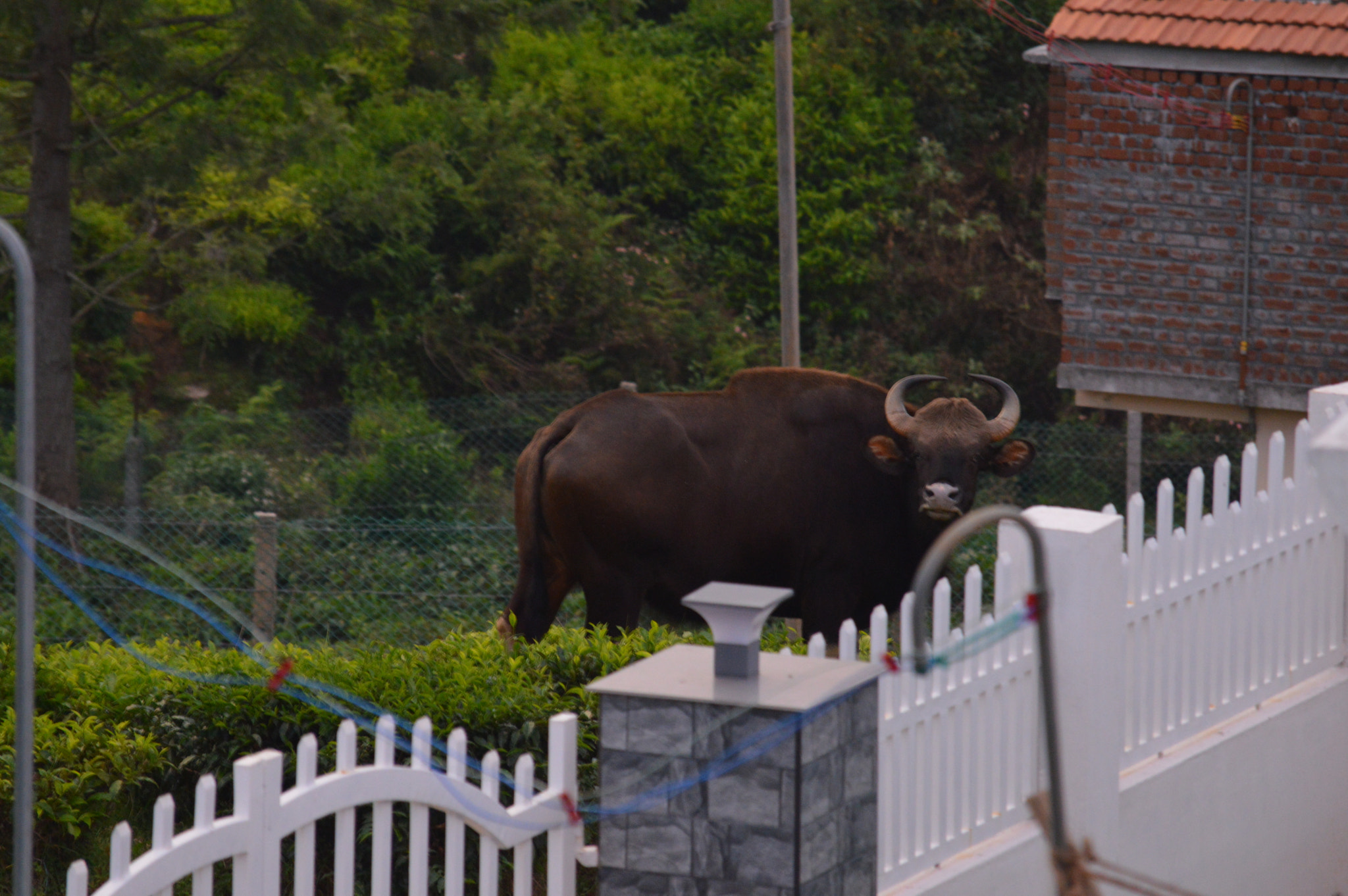 Nikon D3200 sample photo. Bison at your doorstep photography