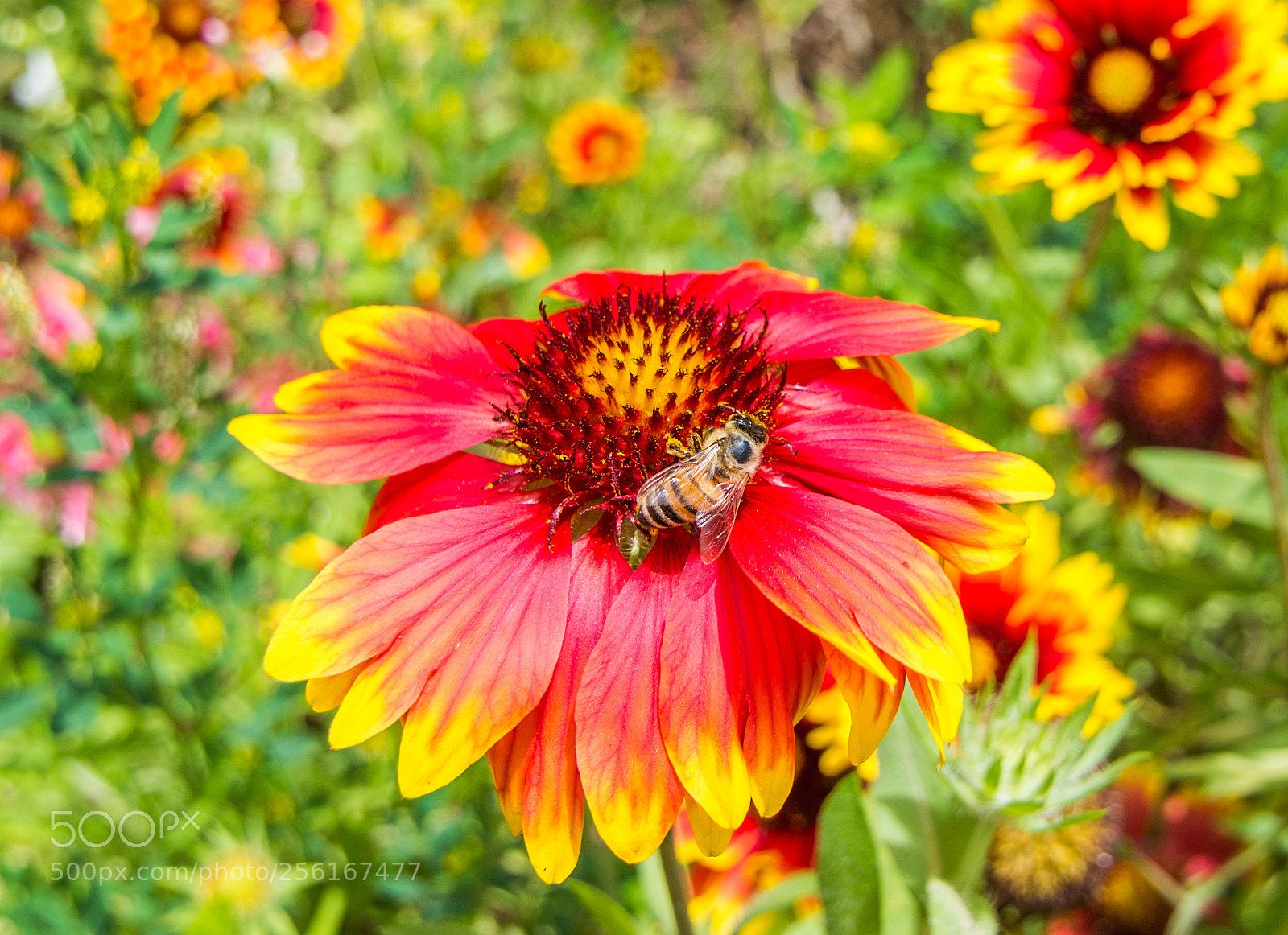 Nikon D7200 sample photo. Glose up on wide photography
