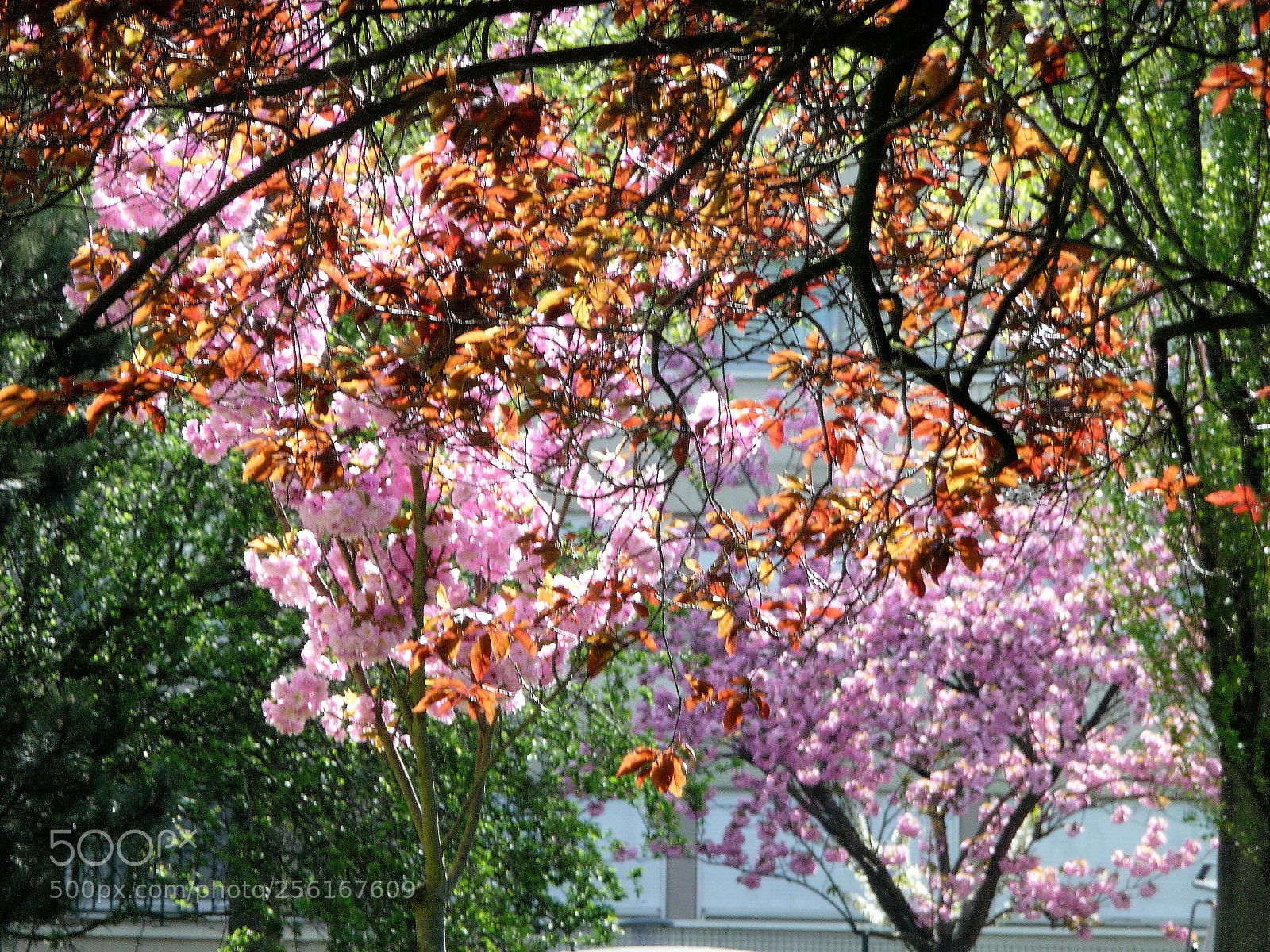 Panasonic Lumix DMC-TZ5 sample photo. Spring colours photography