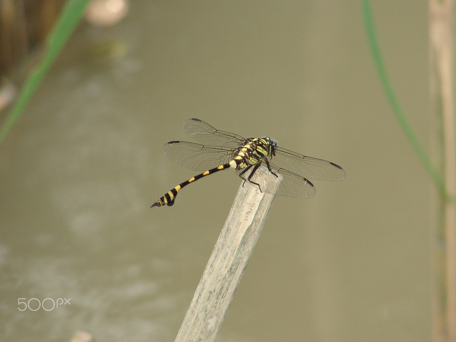 Sony DSC-H2 sample photo. Fly with freedom photography