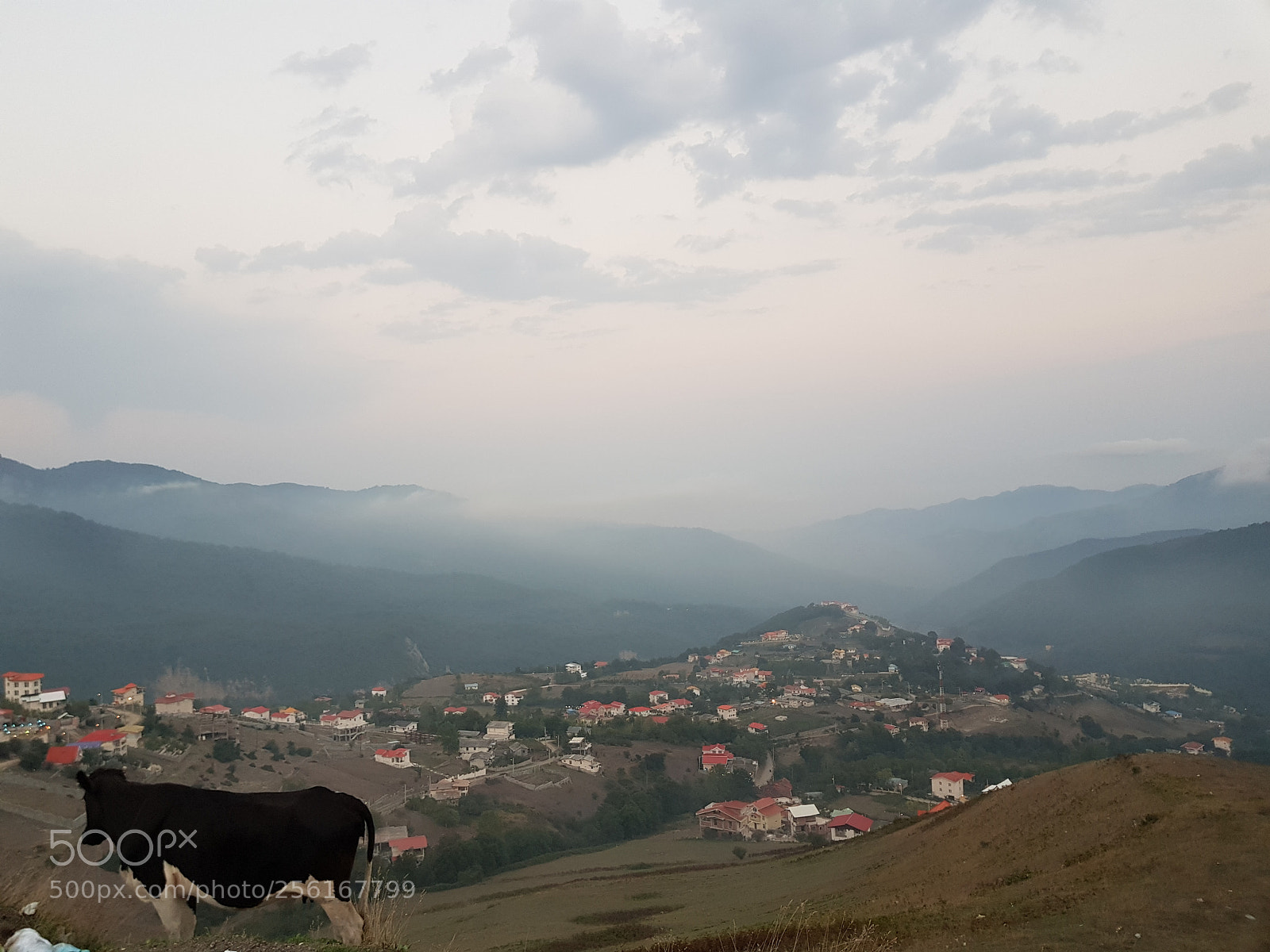 Samsung Galaxy S8 sample photo. Cow looking the city photography
