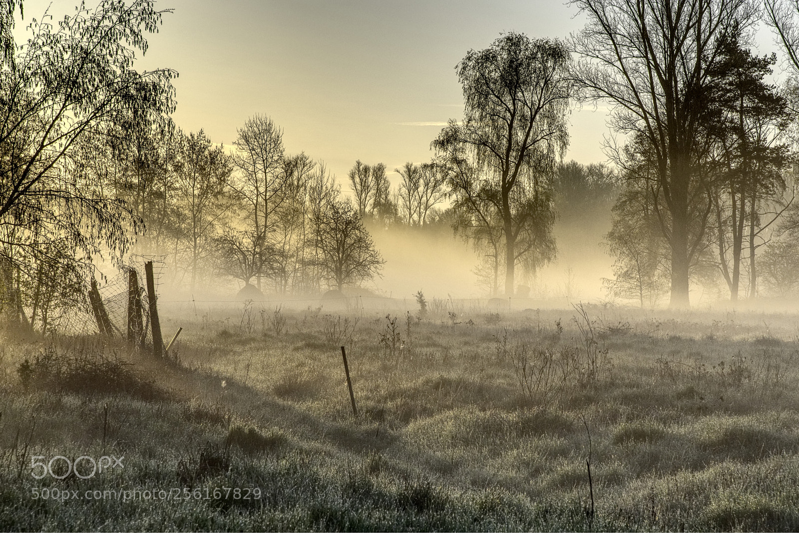 Nikon D750 sample photo. Grassland3 photography