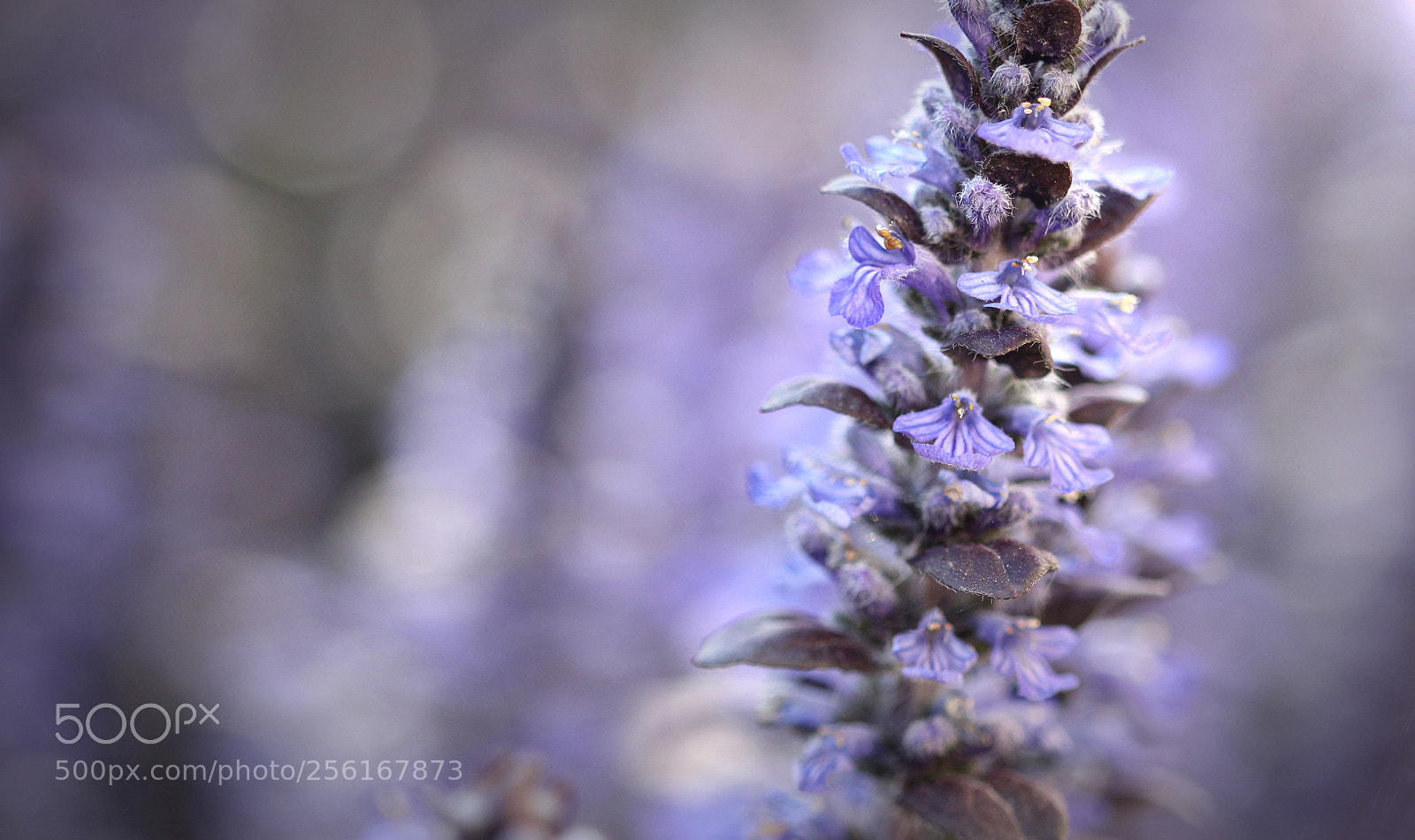 Canon EOS 600D (Rebel EOS T3i / EOS Kiss X5) sample photo. Lilac photography