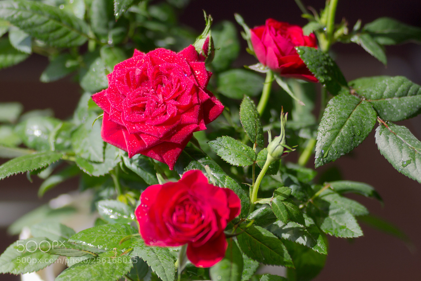 Canon EOS 60D sample photo. Roses photography