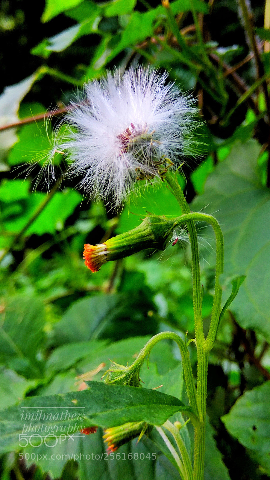 Xiaomi Redmi Note3 sample photo. Img_20180501_165650-01.jpeg photography