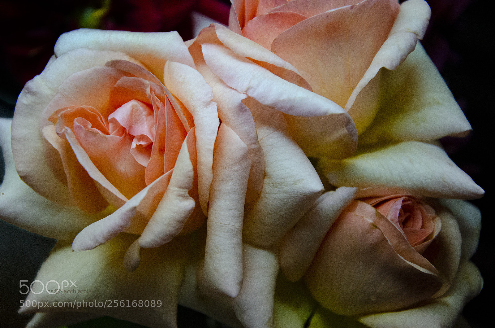 Nikon D7000 sample photo. Pink roses photography