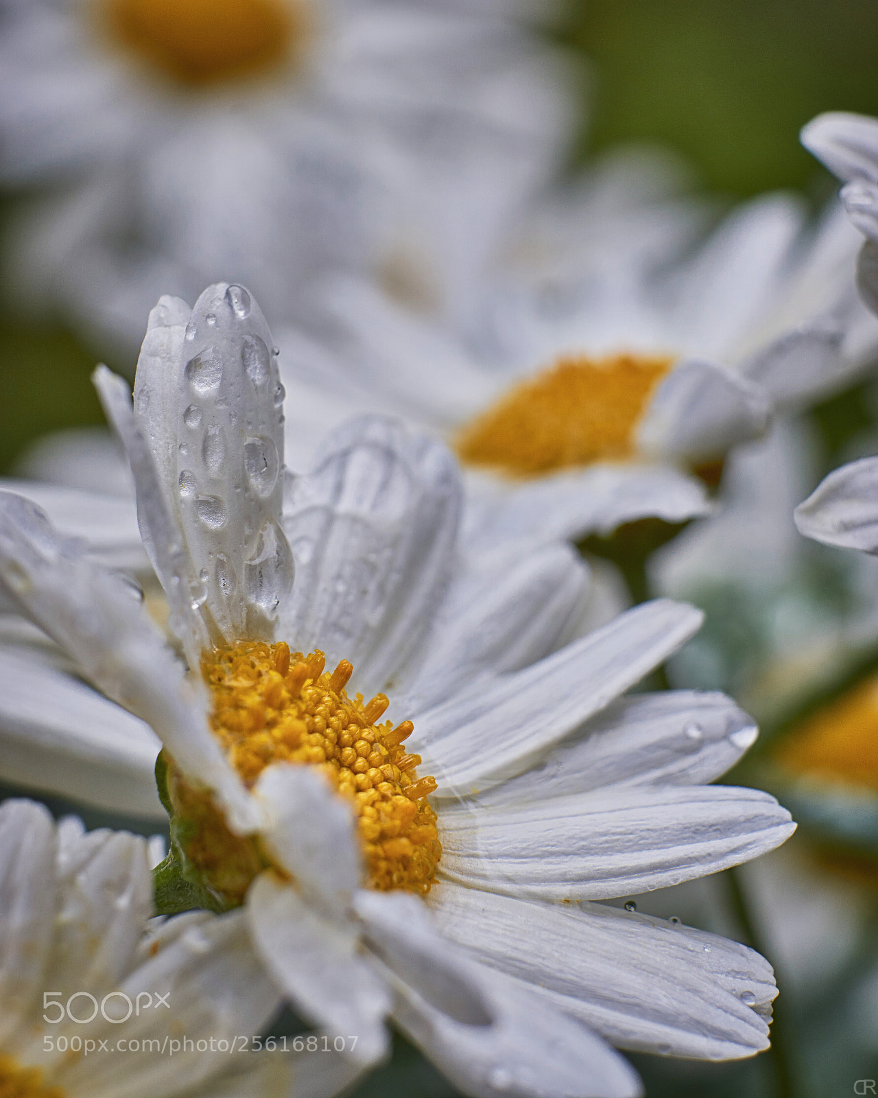 Sony a6000 sample photo. Leucanthemum with raindrops photography