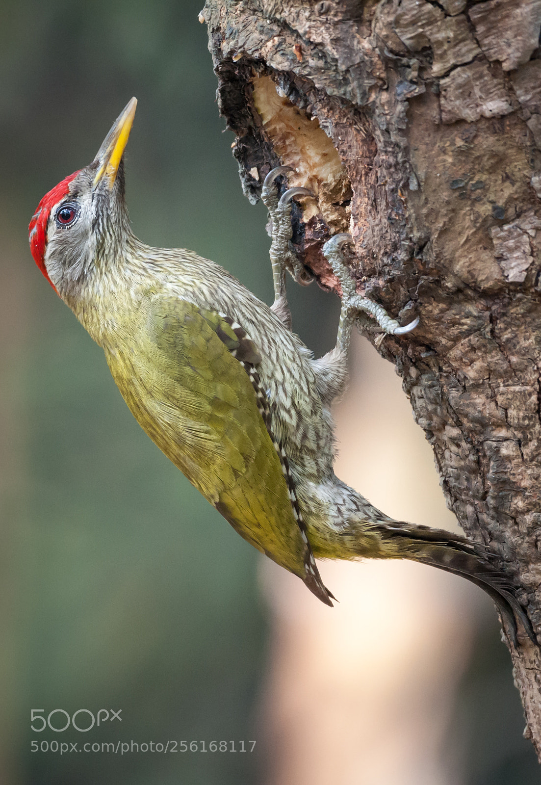 Nikon D90 sample photo. Streak-throated woodpecker photography