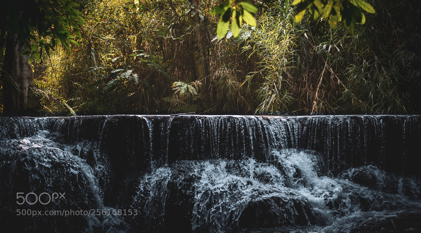 Nikon D750 sample photo. Weeds and water photography