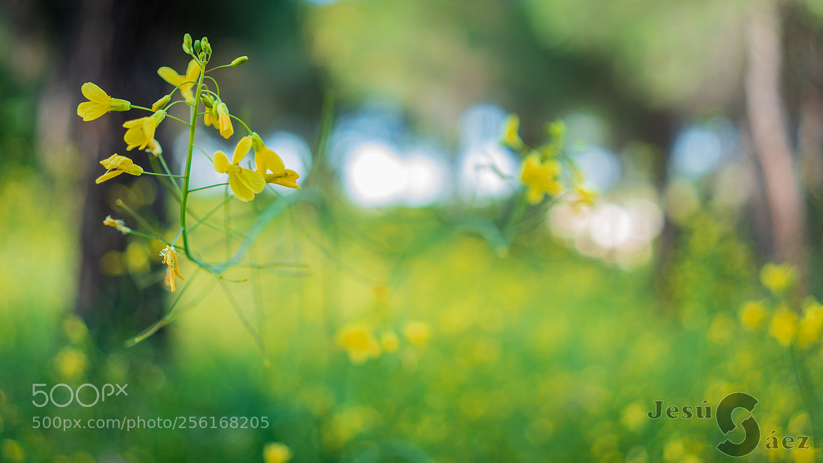 Sony a7 II sample photo. Primavera photography