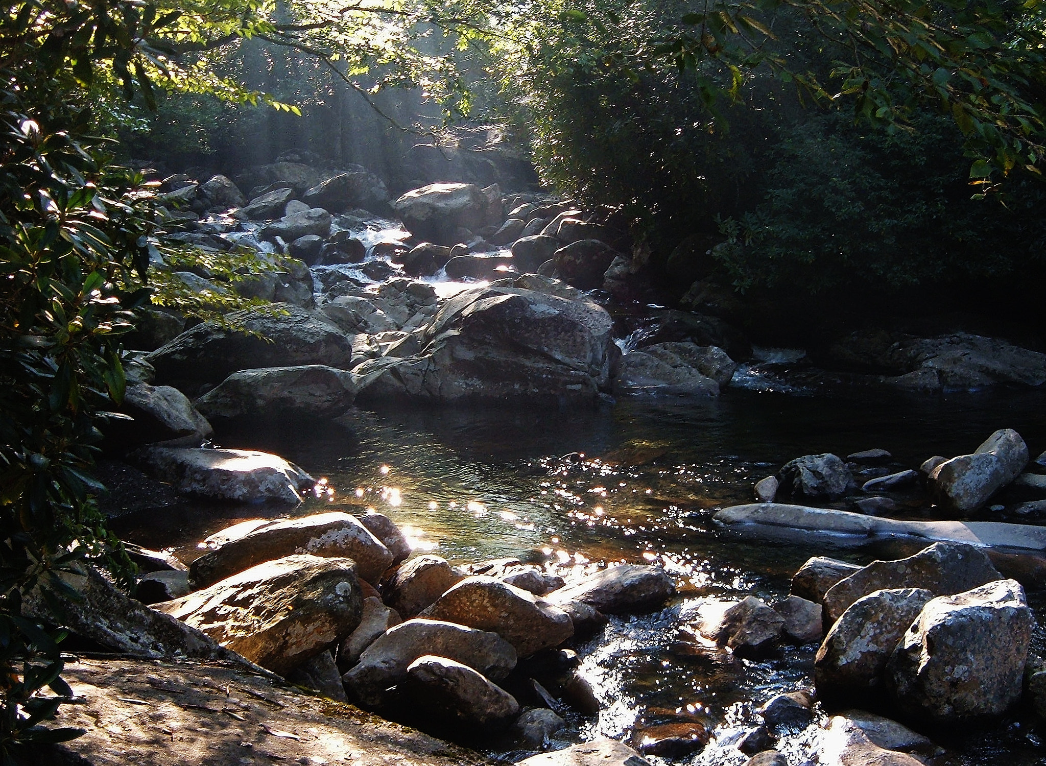 Fujifilm FinePix A340 sample photo. Along the chimney tops trail photography