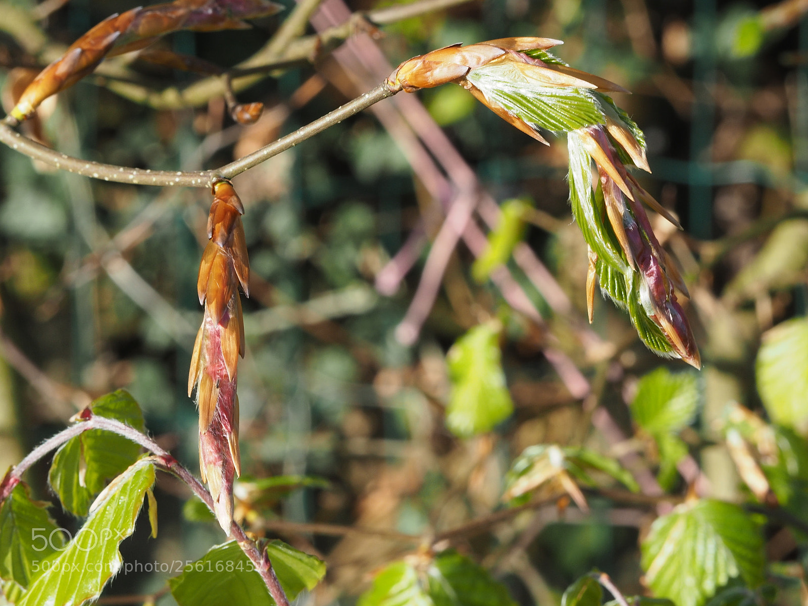 Olympus PEN E-PL7 sample photo. Beech coming out of photography