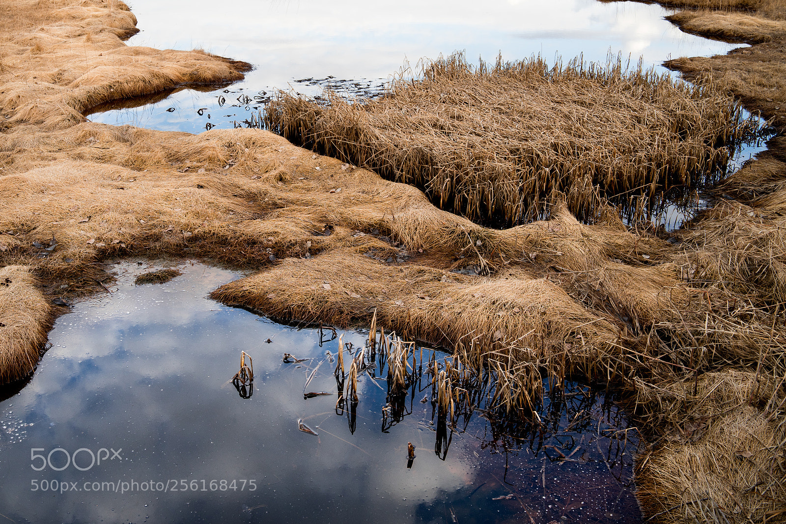 Sony a7 II sample photo. Swamp life photography