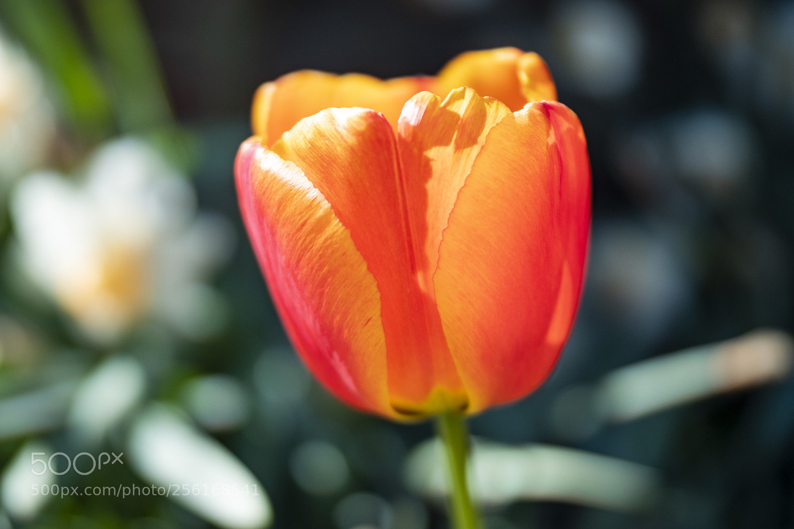 Olympus PEN-F sample photo. Natures colours are amazing photography