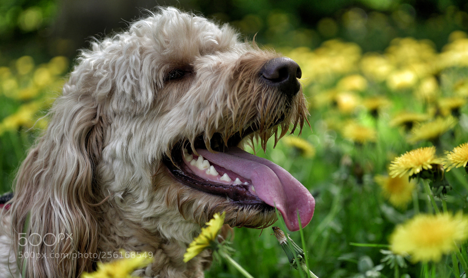 Sony a6300 sample photo. Relaxing photography