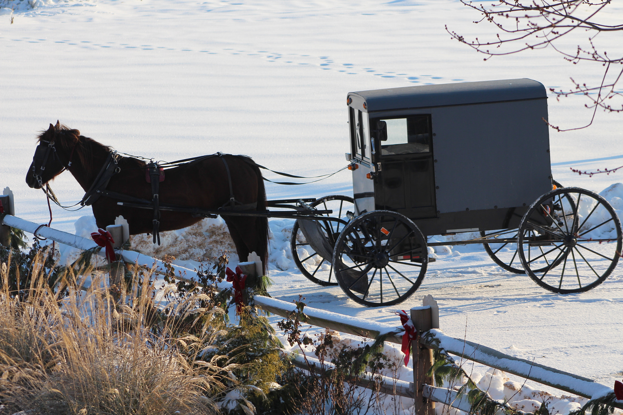 Canon EF 75-300mm f/4-5.6 sample photo. Amish horse & buggy in my office parking lot photography