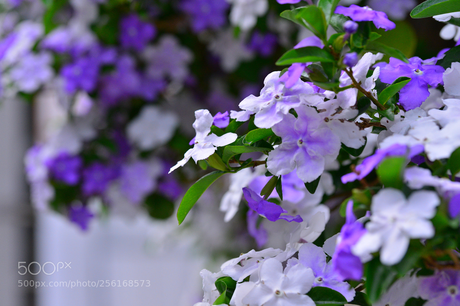 Nikon D800E sample photo. Untitled photography