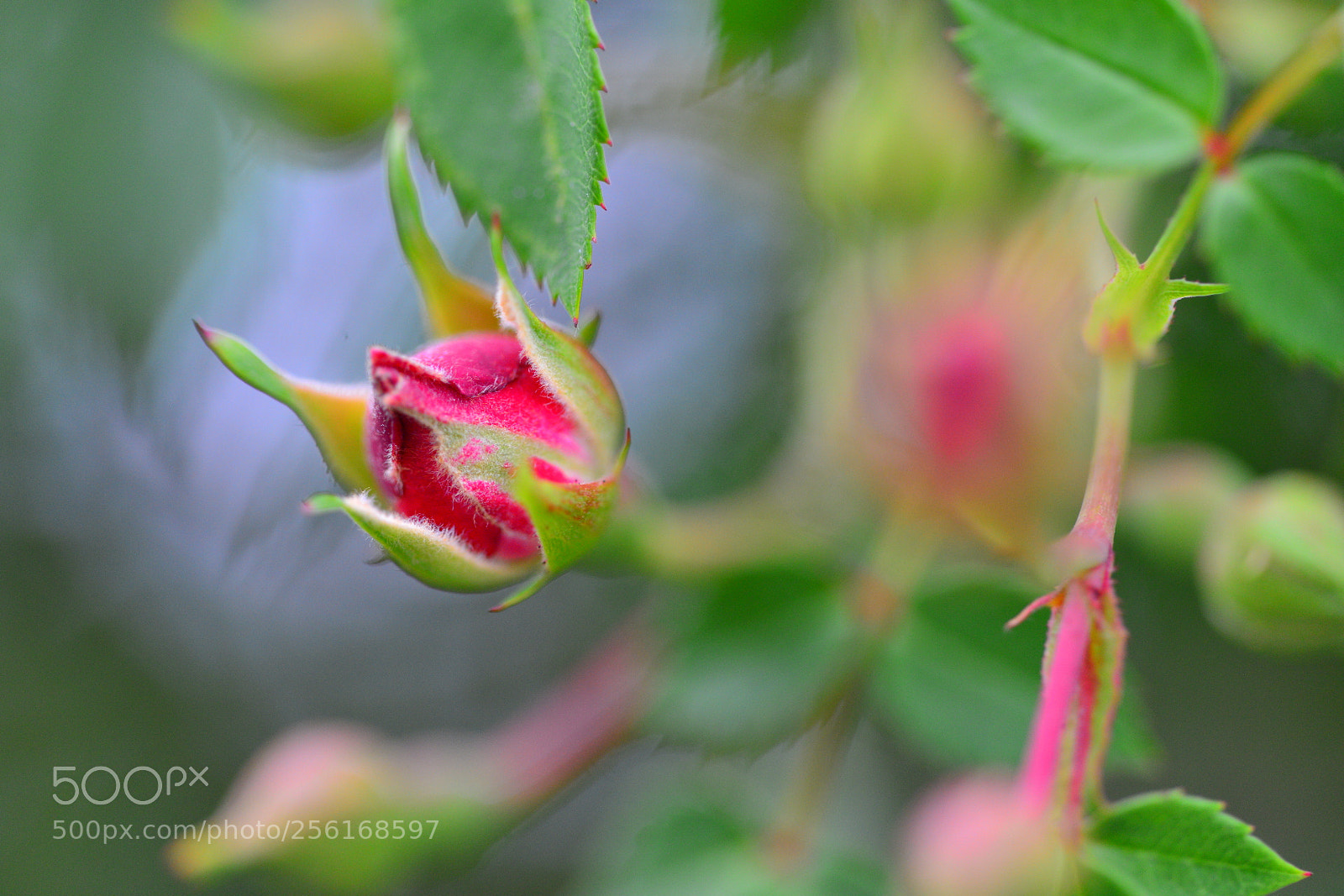 Nikon D800E sample photo. Untitled photography
