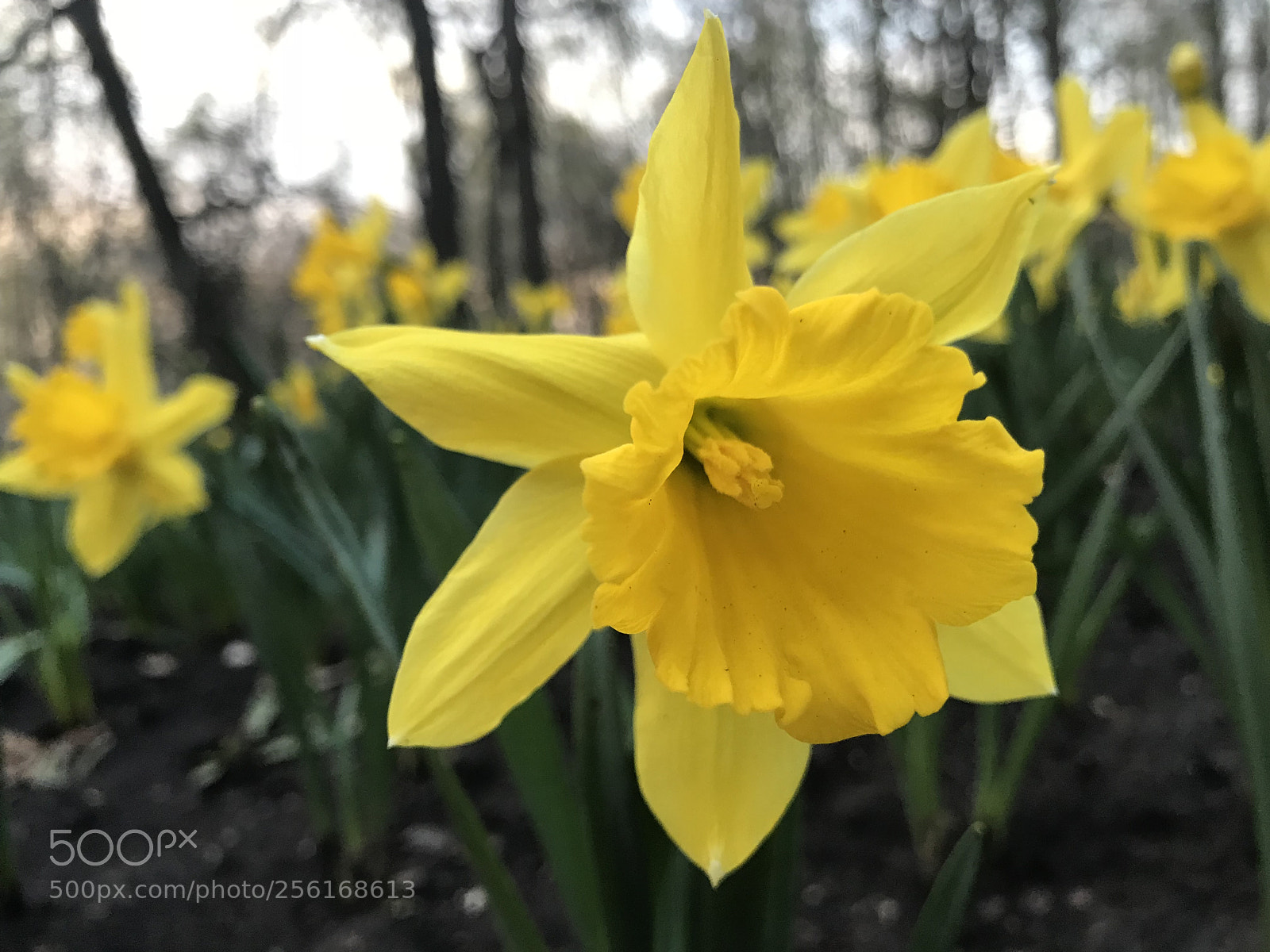 Apple iPhone 7 sample photo. Flowers  photography