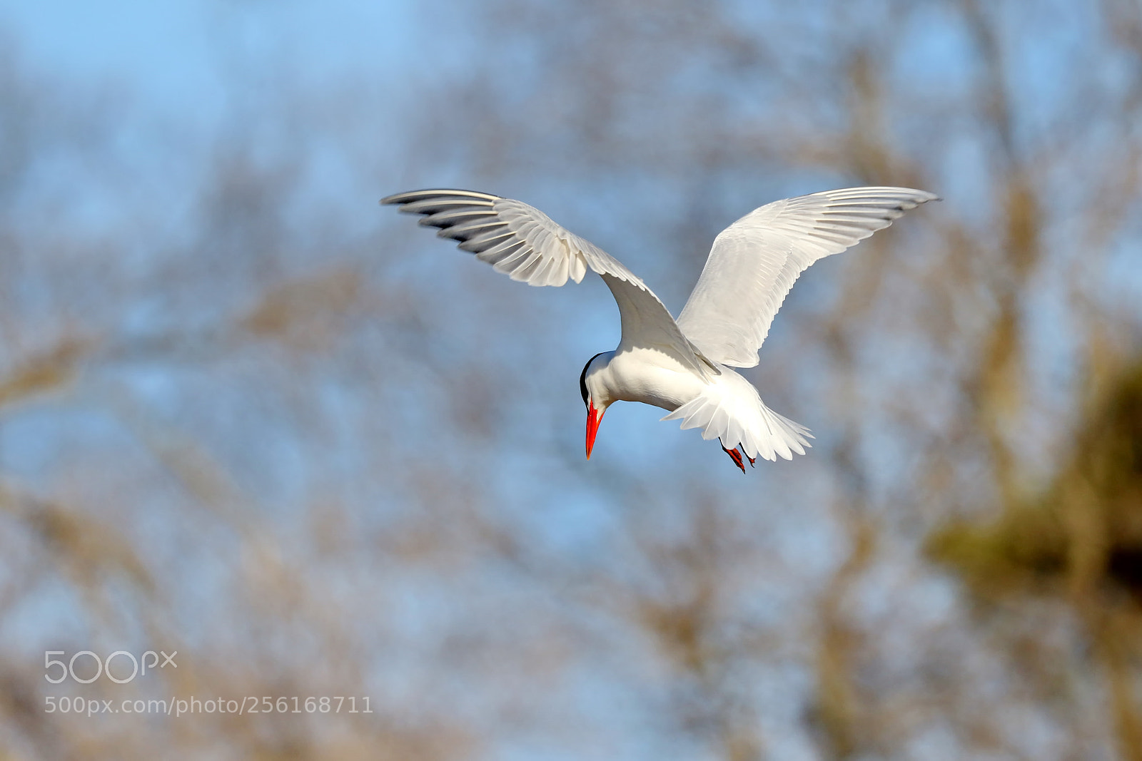 Canon EOS 7D Mark II sample photo. Tern in a dive photography