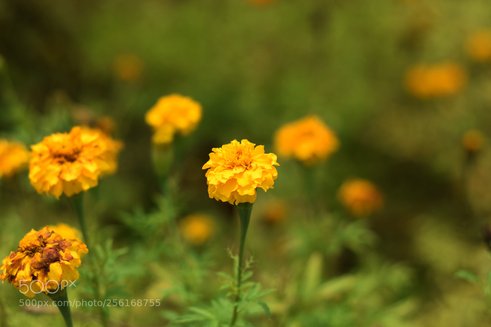 Nikon D3300 sample photo. In full bloom photography