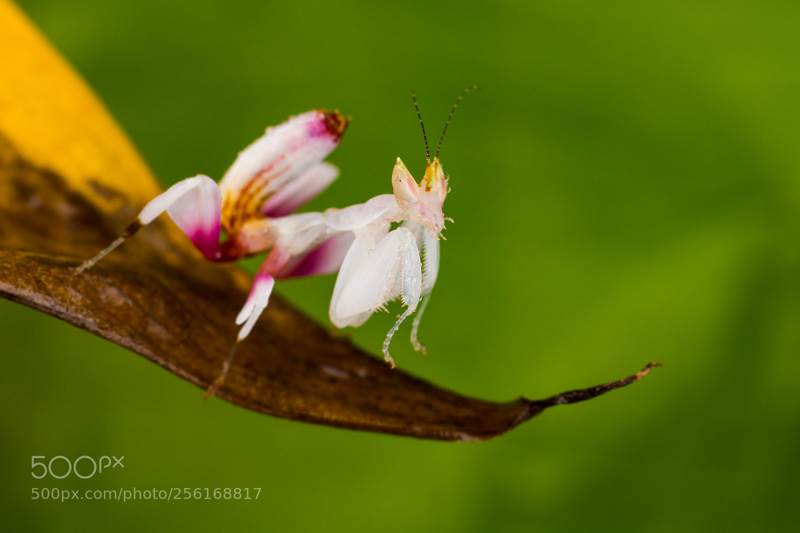 Canon EOS 650D (EOS Rebel T4i / EOS Kiss X6i) sample photo. Orchid mantis photography